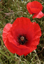 Thumb poppy x