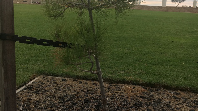 Virtual War Memorial | Mandurah Tree 03